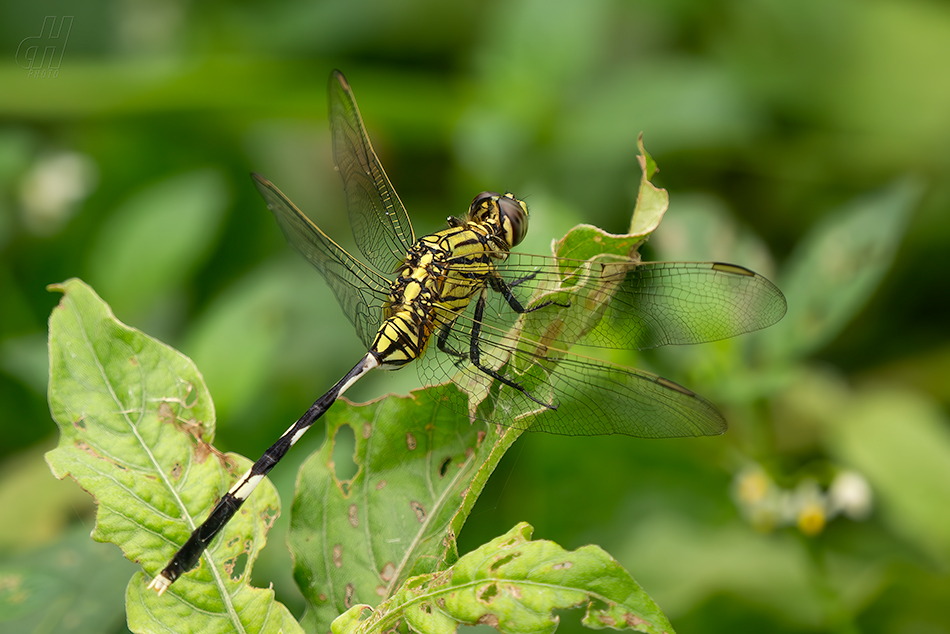 Orthetrum sabina
