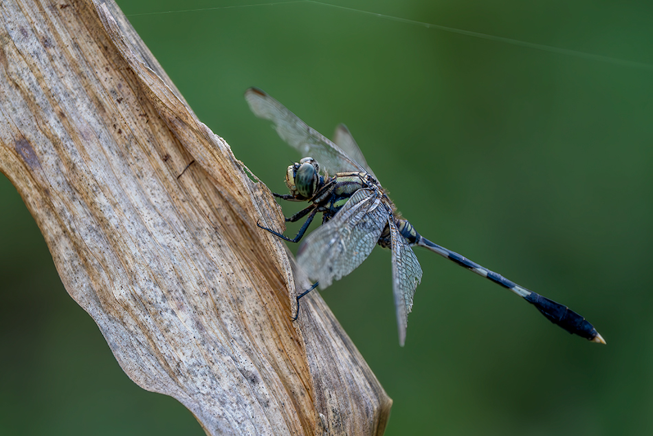 Orthetrum sabina