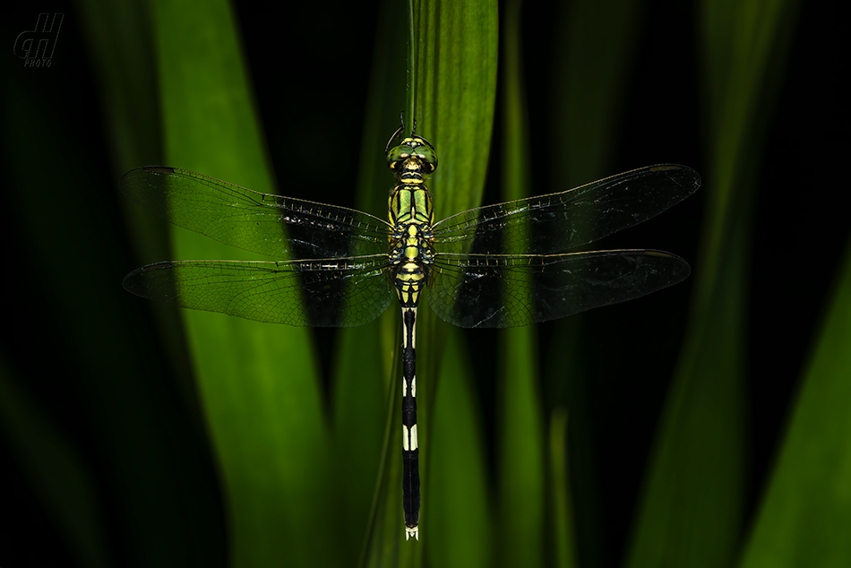 Orthetrum sabina