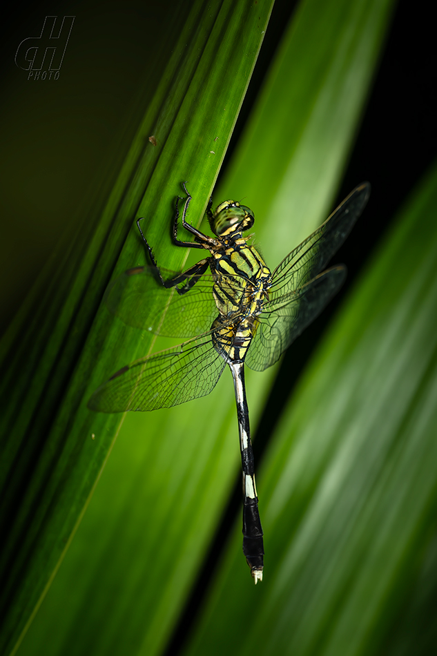 Orthetrum sabina
