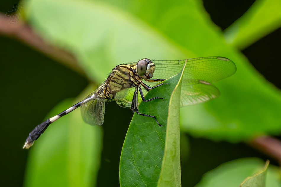 Orthetrum sabina