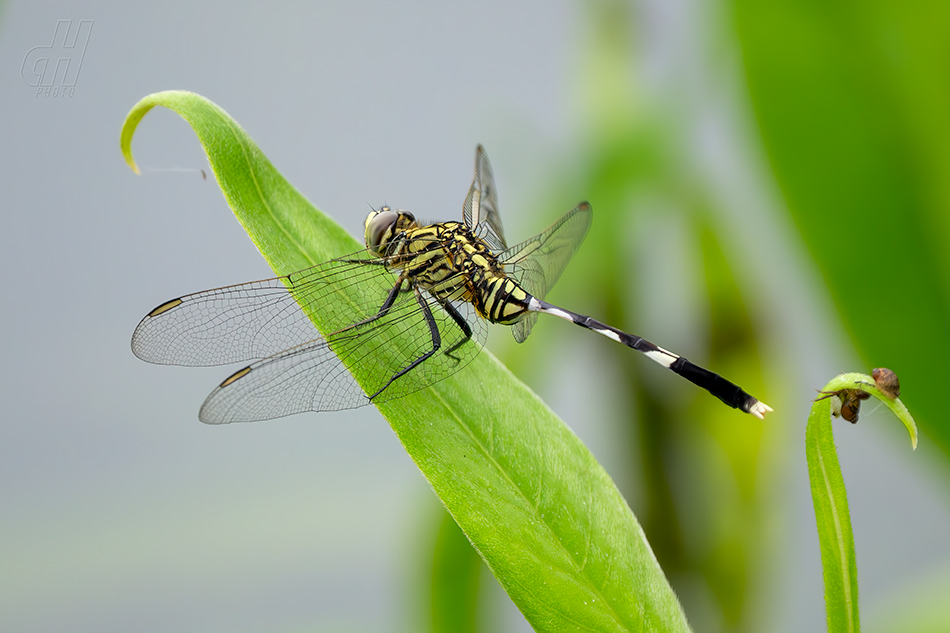 Orthetrum sabina