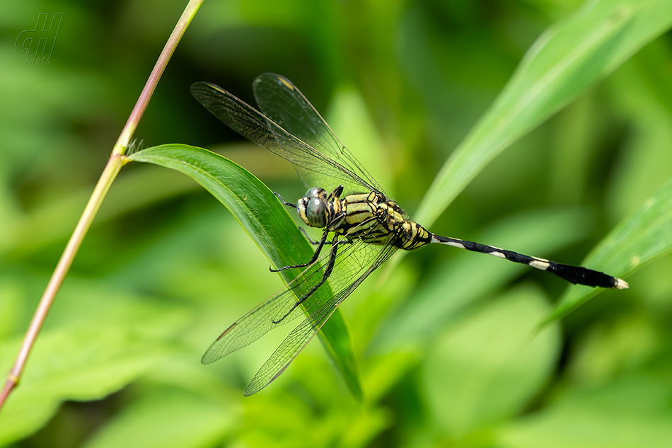 Orthetrum sabina