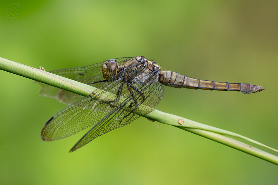 Orthetrum testaceum