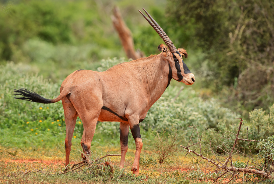 oryx beisa - Oryx gazella beisa