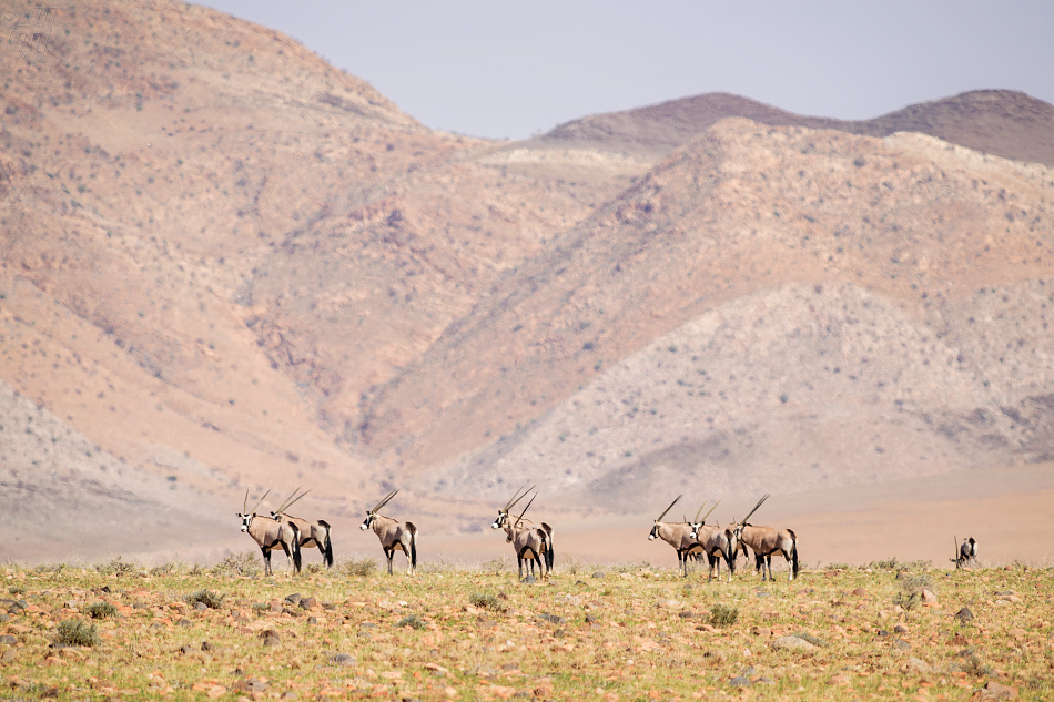 oryx jihoafrický - Oryx gazella gazella