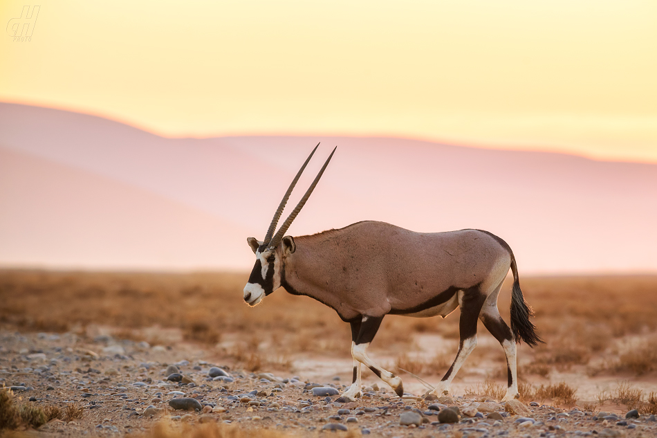 oryx jihoafrický - Oryx gazella gazella