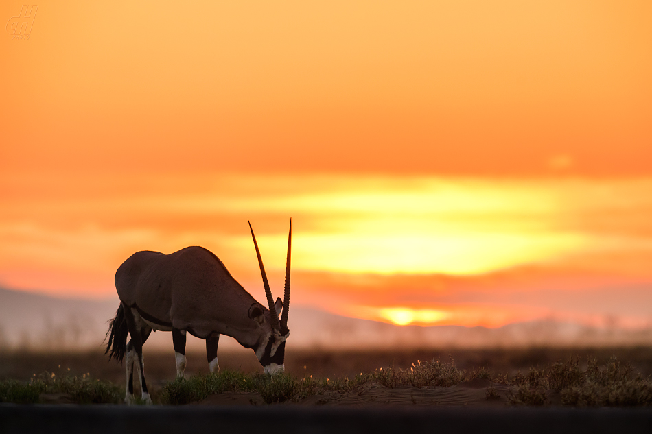 oryx jihoafrický - Oryx gazella gazella