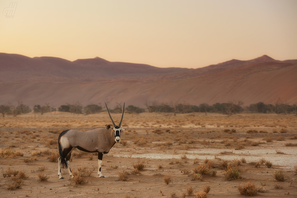 oryx jihoafrický - Oryx gazella gazella