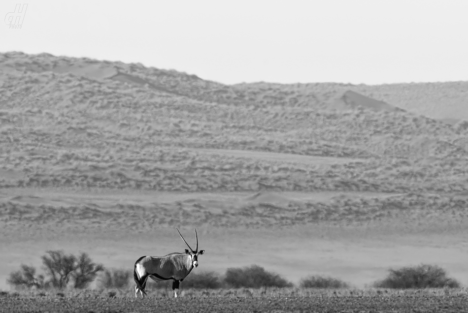 oryx jihoafrický - Oryx gazella gazella