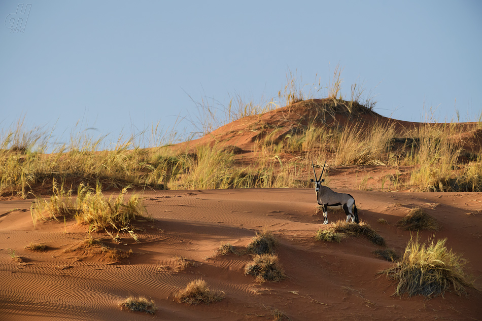 oryx jihoafrický - Oryx gazella gazella