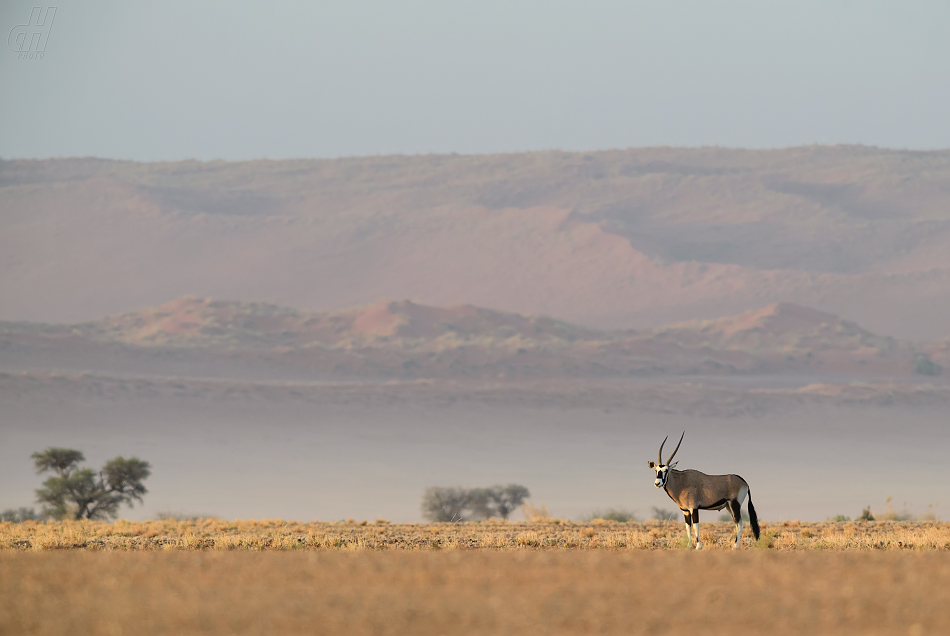 oryx jihoafrický - Oryx gazella gazella