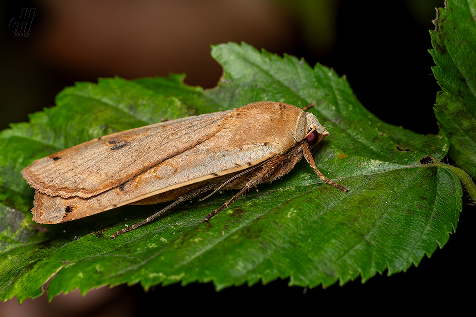 osenice šťovíková - Noctua pronuba