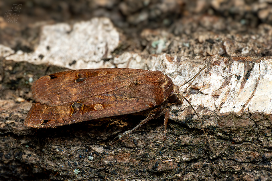 osenice šťovíková - Noctua pronuba