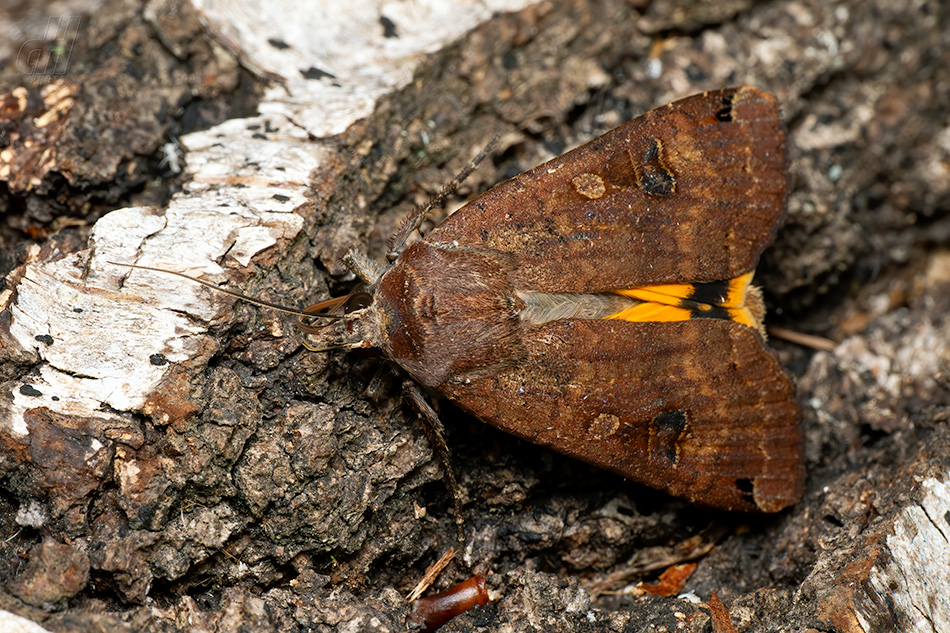 osenice šťovíková - Noctua pronuba