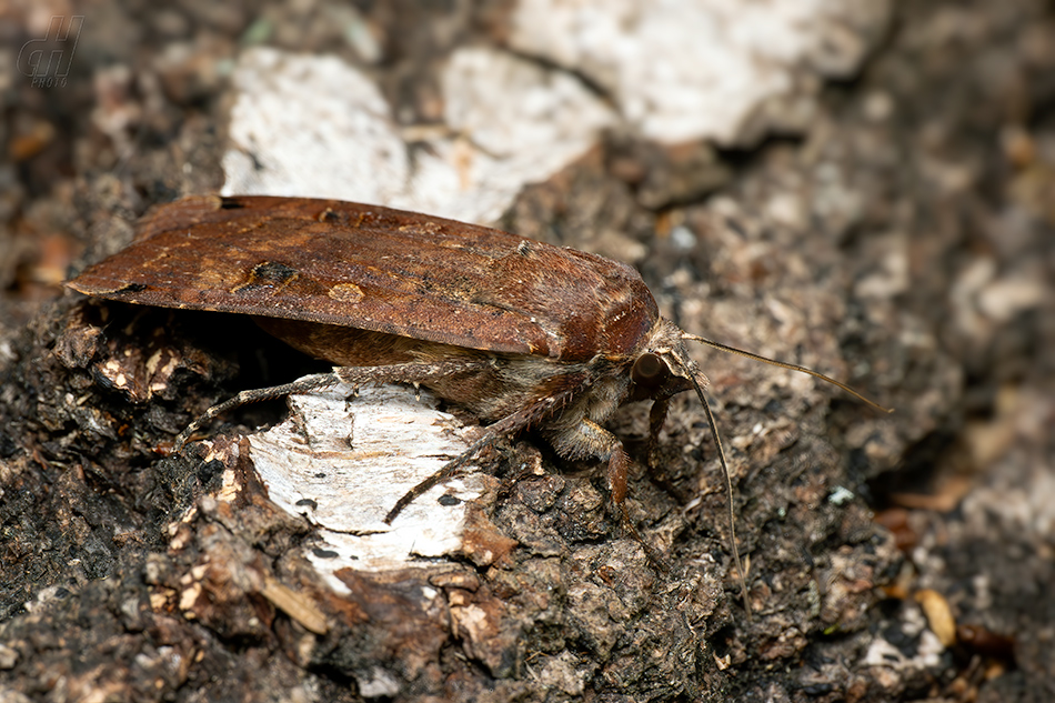 osenice šťovíková - Noctua pronuba