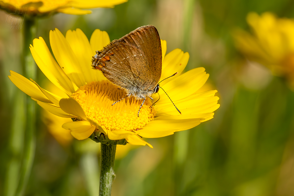 ostruháček kapinicový - Satyrium acaciae