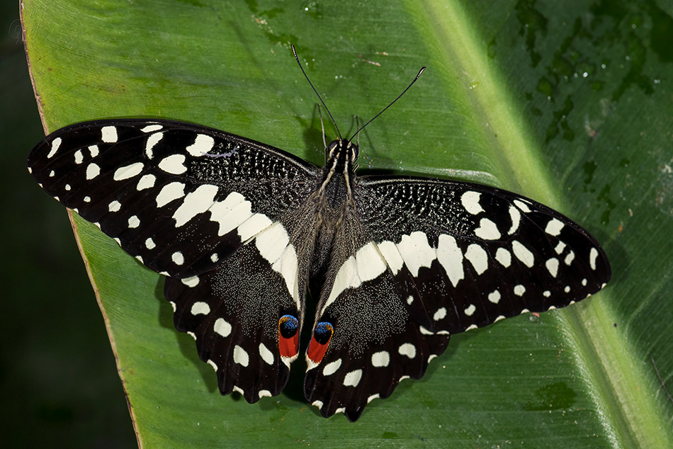 otakárek citrusový - Papilio demoleus