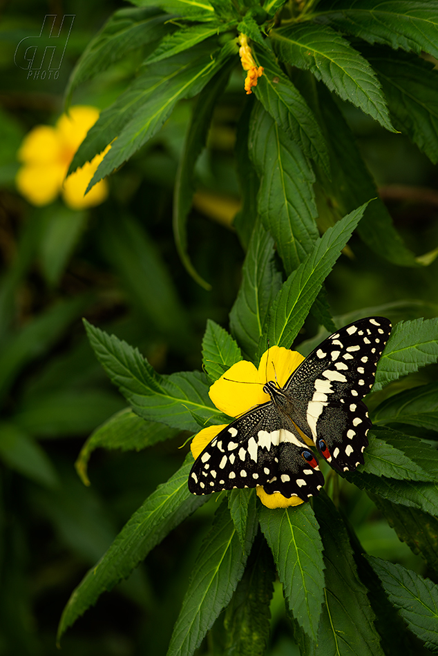 otakárek citrusový - Papilio demoleus