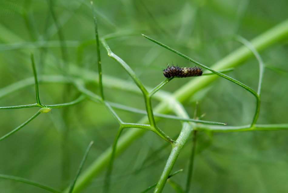 otakárek fenyklový - Papilio machaon