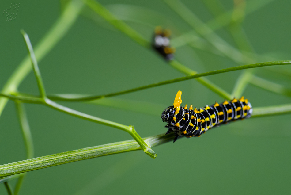 otakárek fenyklový - Papilio machaon