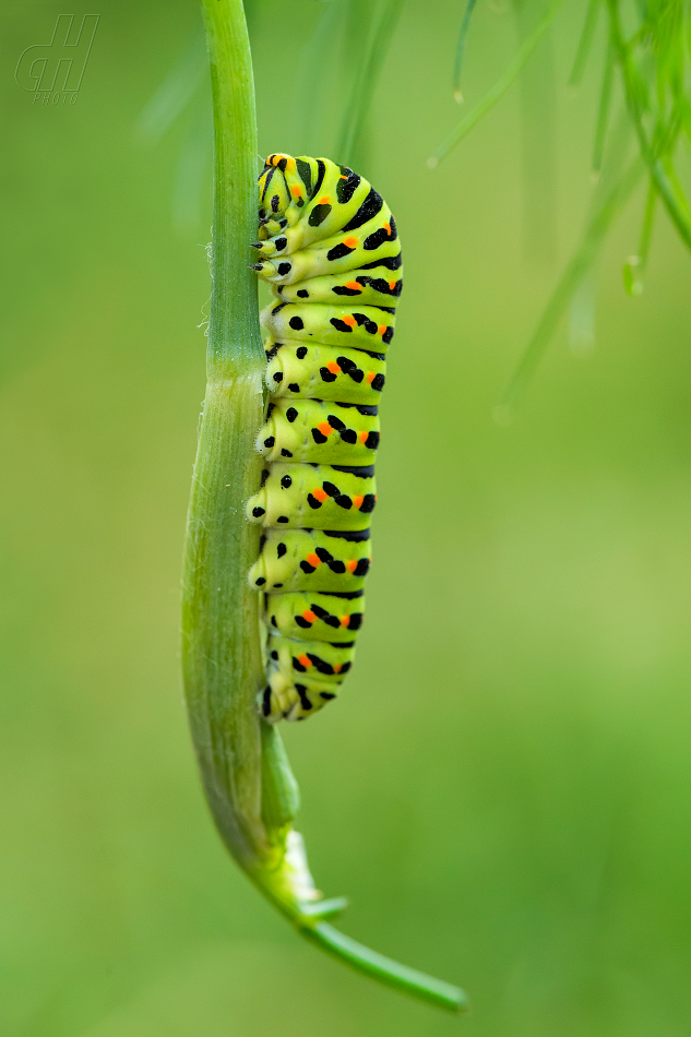 otakárek fenyklový - Papilio machaon