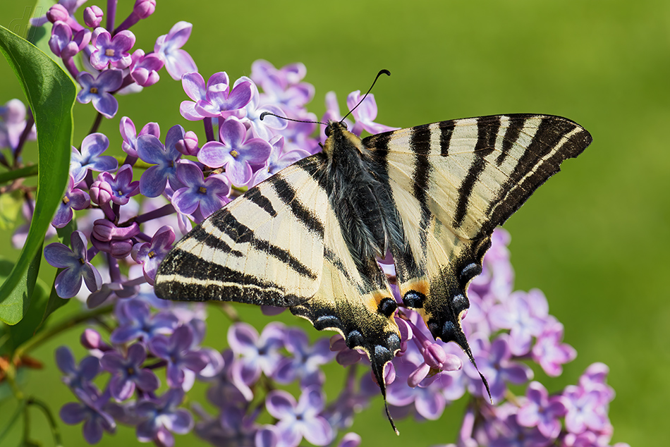 otakárek ovocný - Iphiclides podalirius