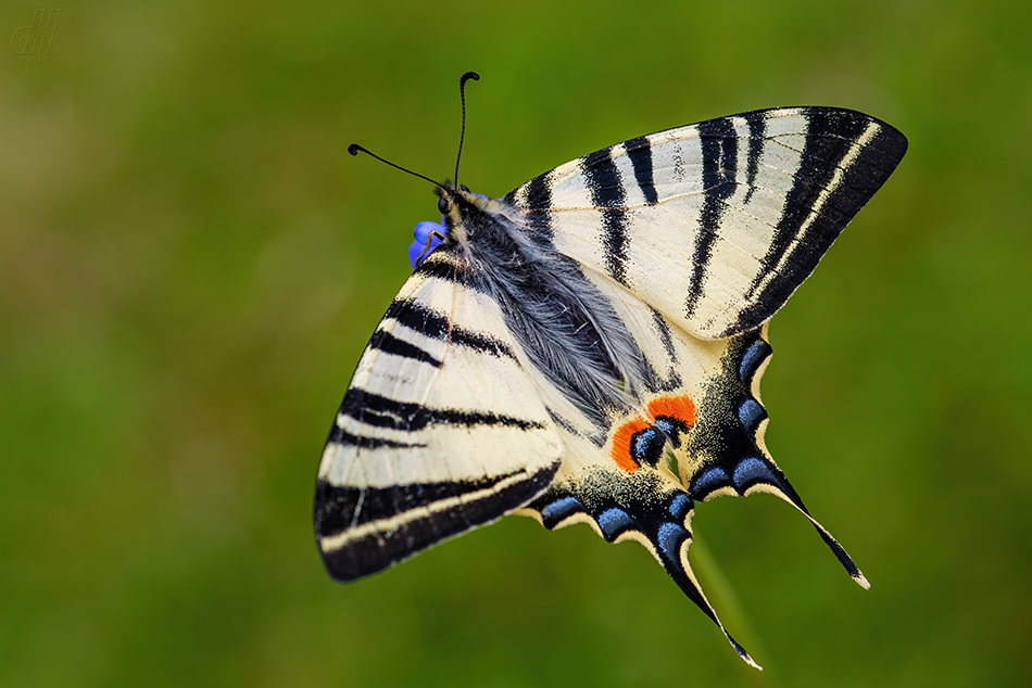 otakárek ovocný - Iphiclides podalirius