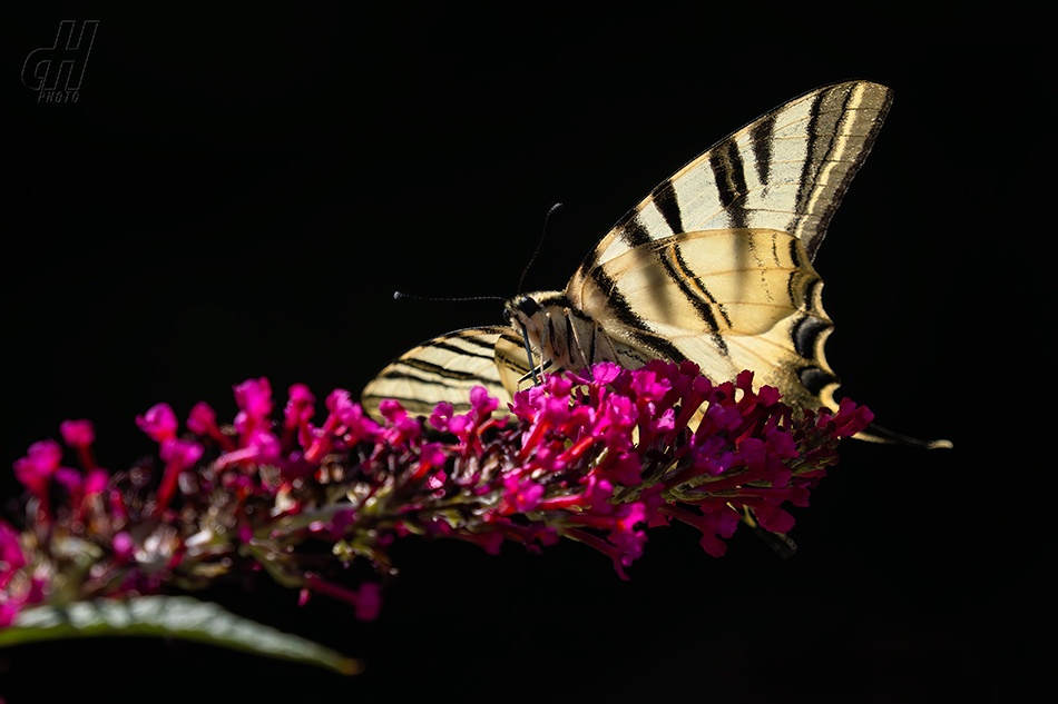 otakárek ovocný - Iphiclides podalirius