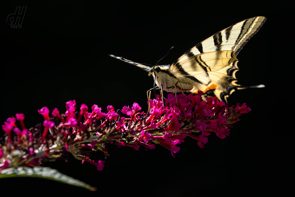 otakárek ovocný - Iphiclides podalirius