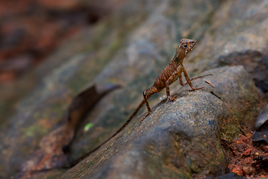 Otocryptis wiegmanni