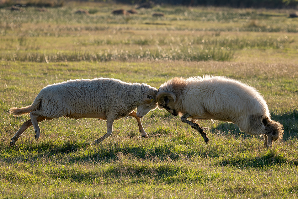 ovce domácí - Ovis aries