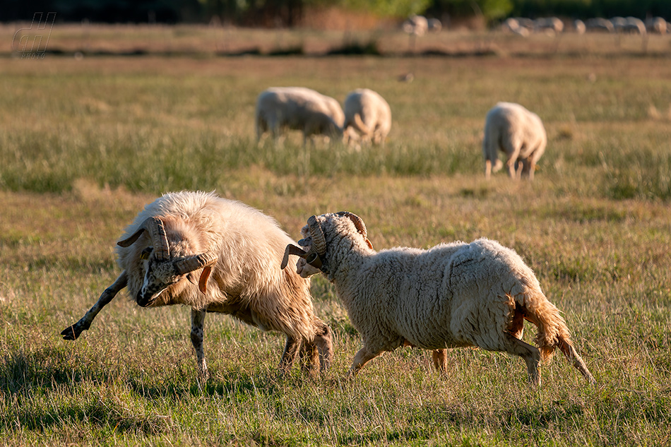ovce domácí - Ovis aries