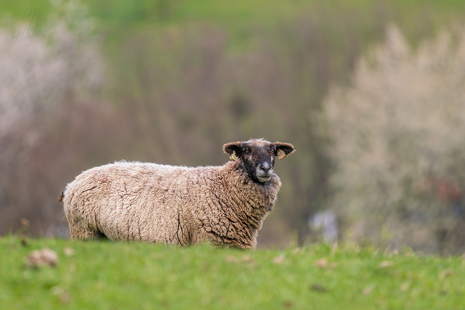 ovce domácí - Ovis aries