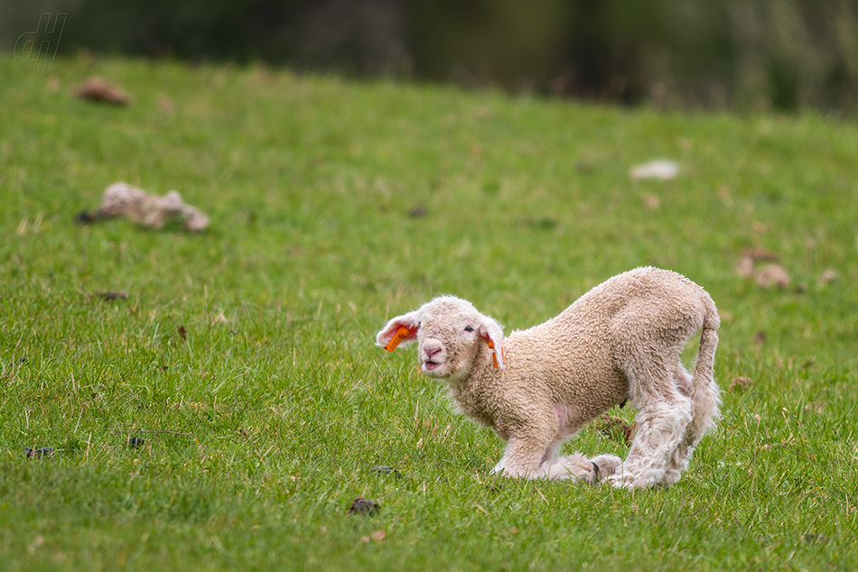 ovce domácí - Ovis aries