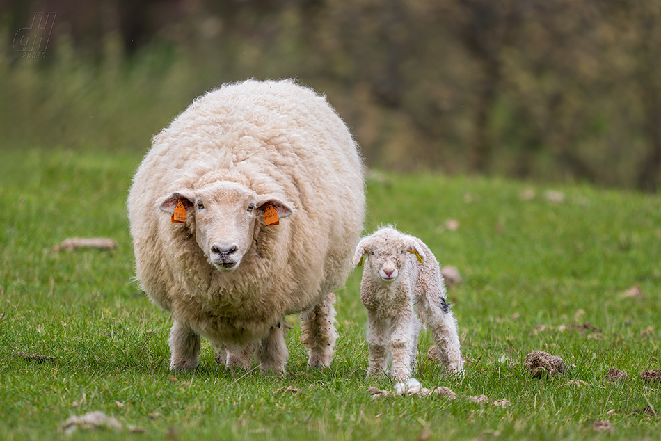 ovce domácí - Ovis aries