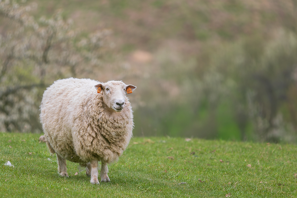 ovce domácí - Ovis aries
