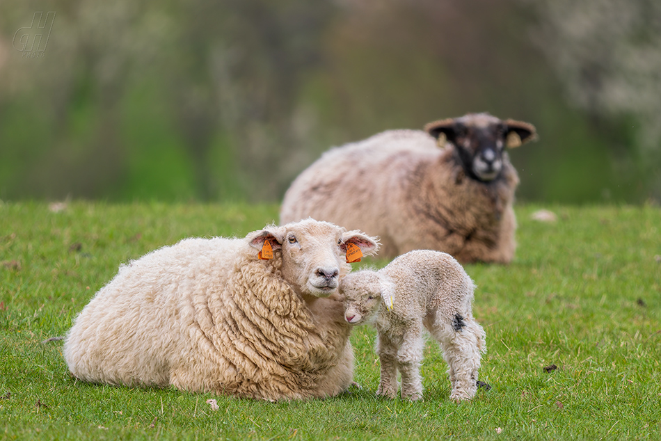 ovce domácí - Ovis aries