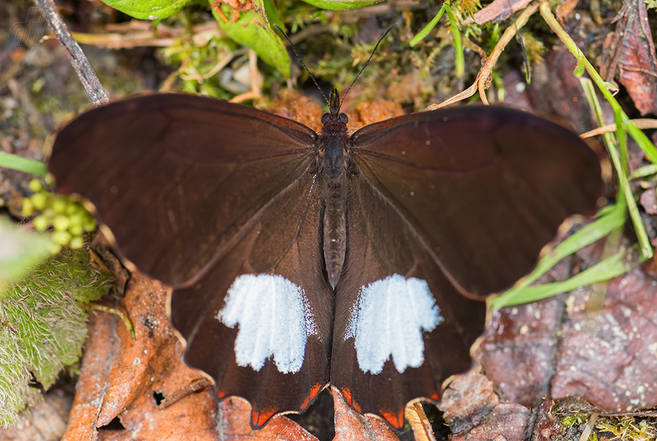 Oxeoschistus leucospilos