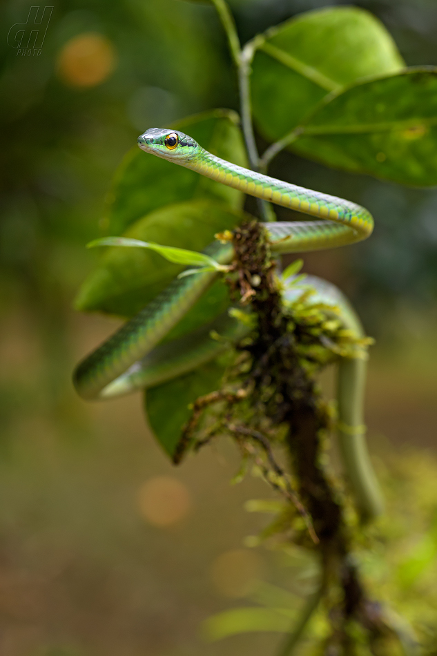 Oxybelis brevirostris