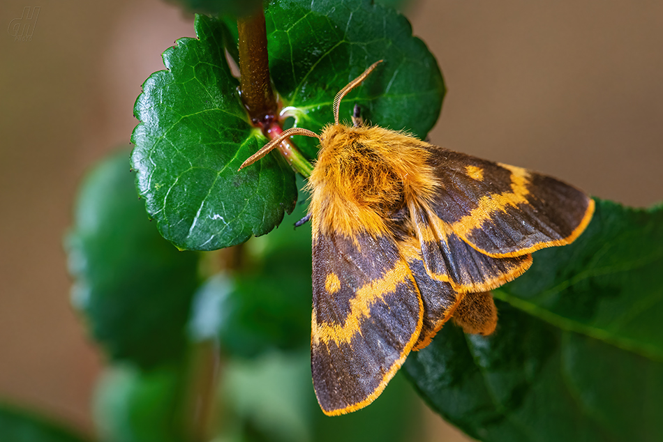 pabourovec jestřábníkový - Lemonia dumi