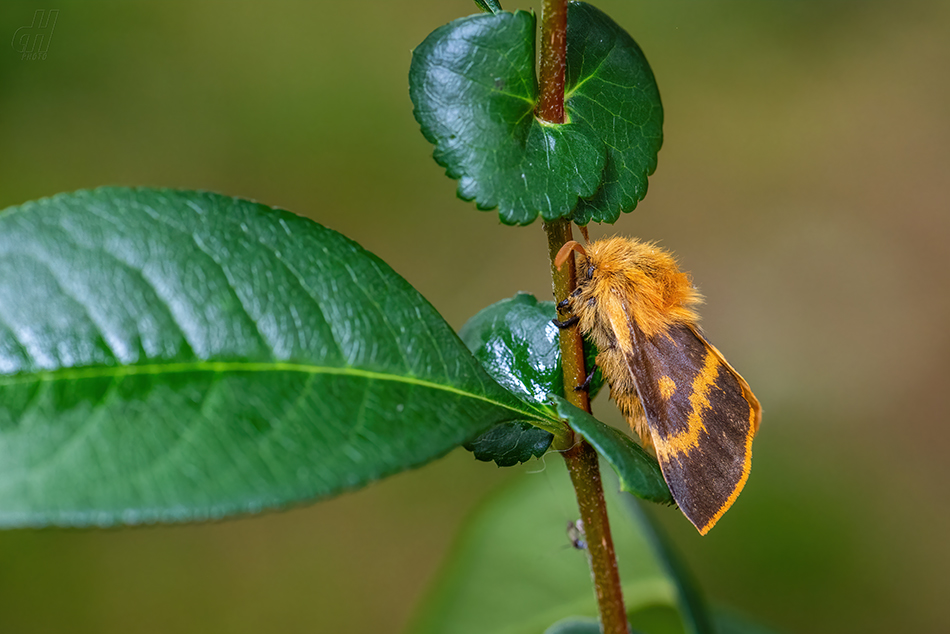 pabourovec jestřábníkový - Lemonia dumi