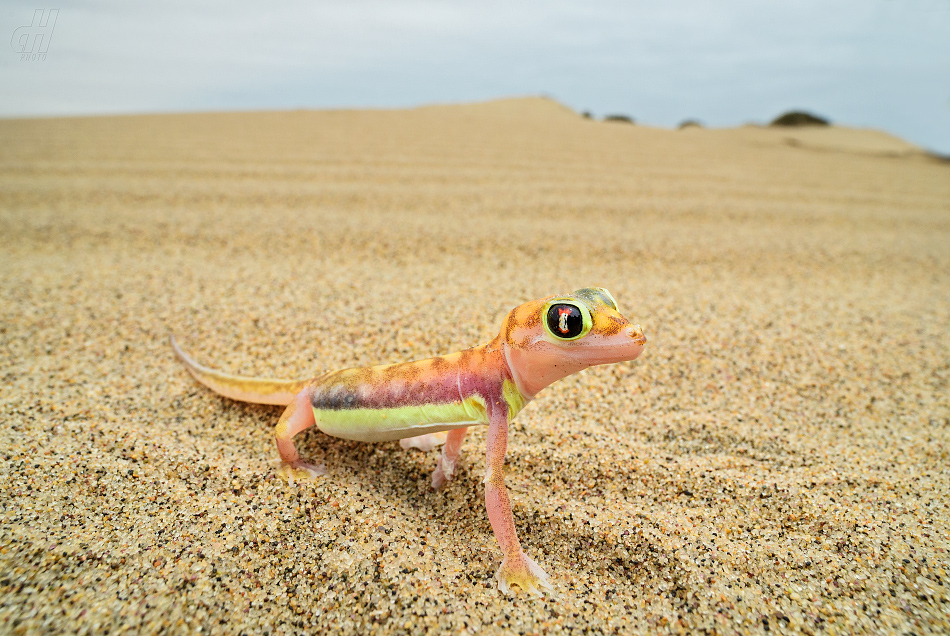 Palmatogecko rangei