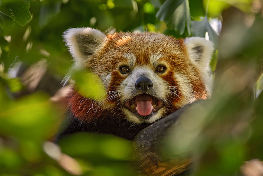 panda červená - Ailurus fulgens