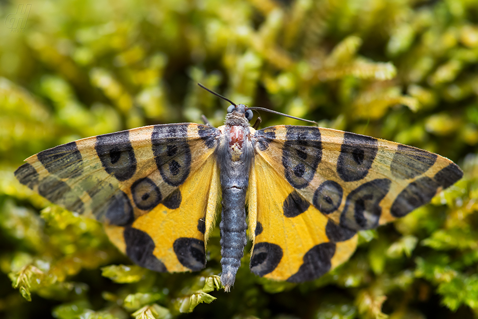 Pantherodes conglomerata