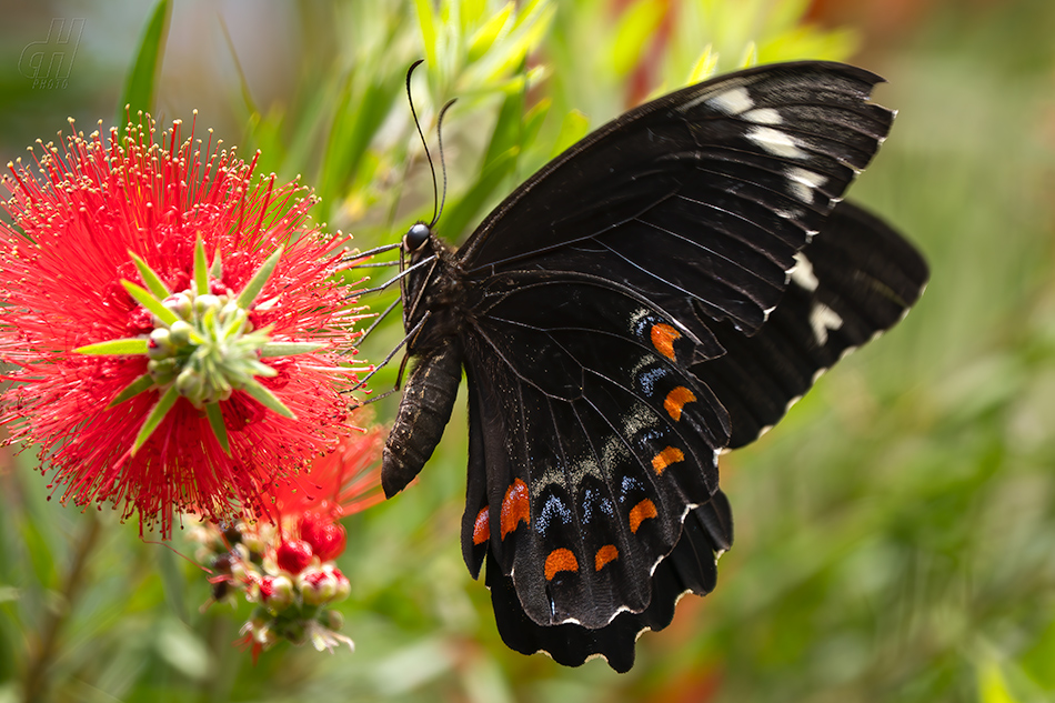 Papilio aegeus