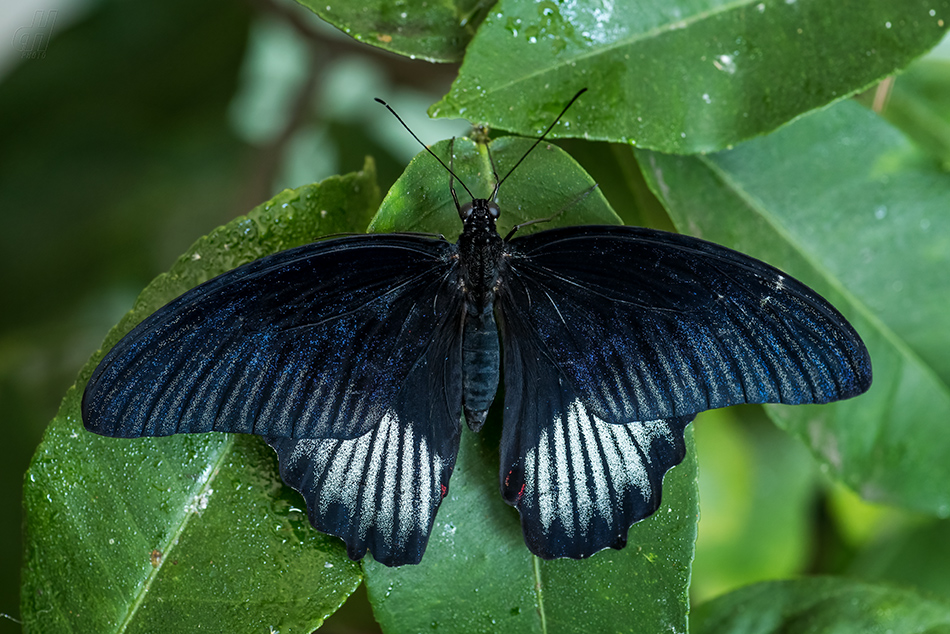 Papilio deiphobus rumanzovia