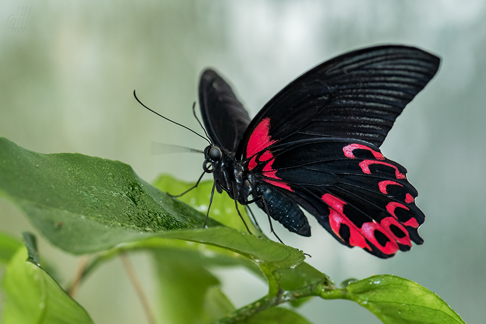 Papilio deiphobus rumanzovia