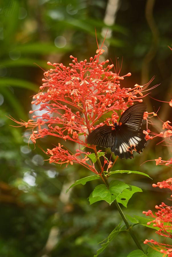 Papilio memnon