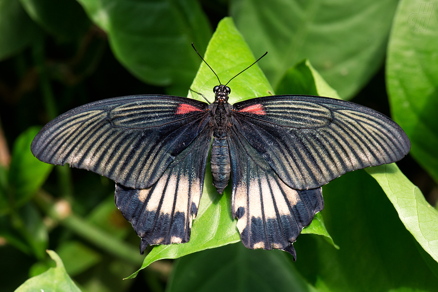 Papilio memnon